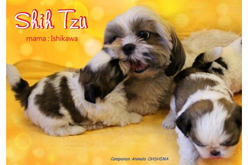 販売中のシーズーの親犬